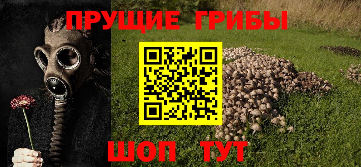 Галлюциногенные грибы Cubensis  Балабаново  Галлюциногенные грибы GOLDEN TEACHER 